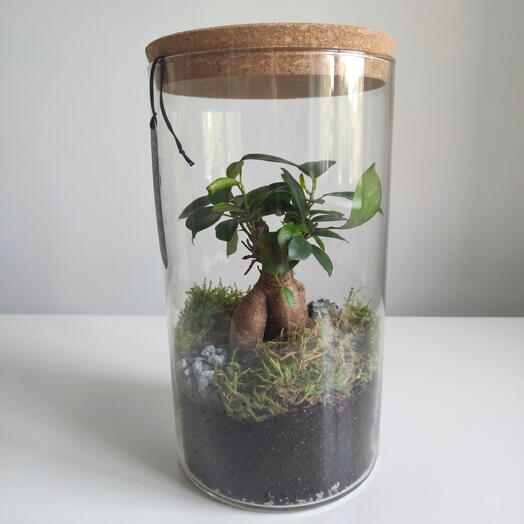 Terradium ficus Jensen