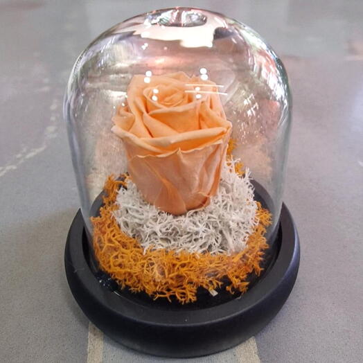 Rosa Eterna Melon en Campana de Cristal