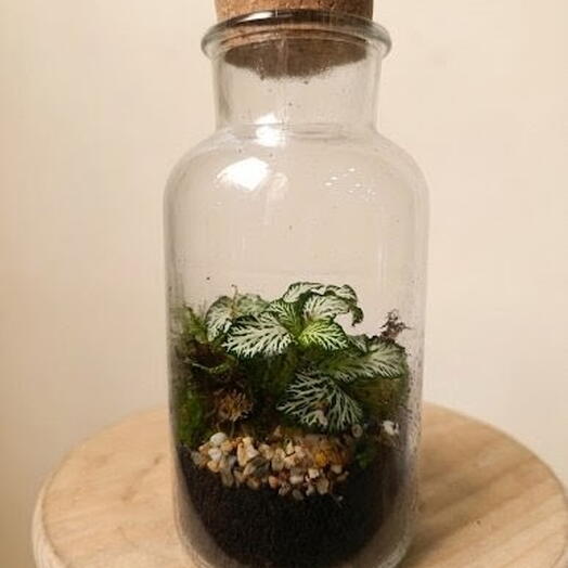 Terrarium eterno