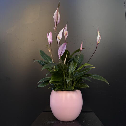 Spathiphyllum Rosado