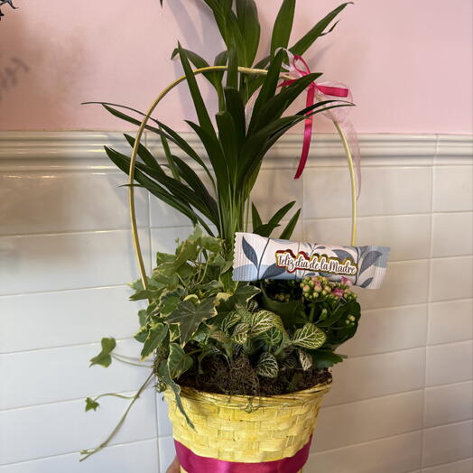 Basket with 4 colorful plants