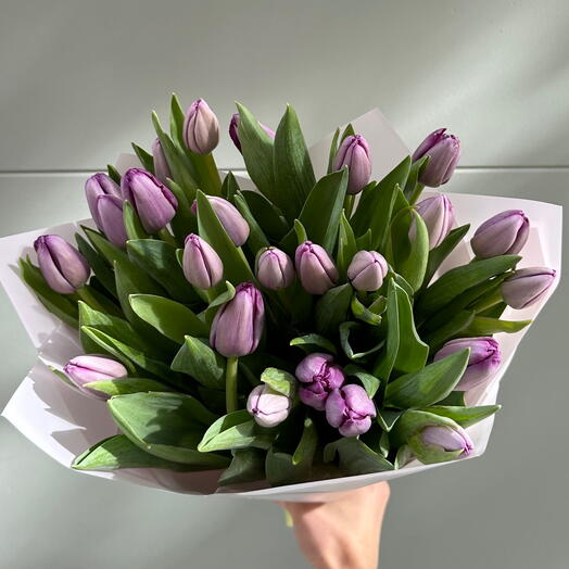 25 purple tulips