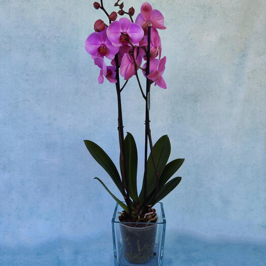 Orquidea con macetero cristal