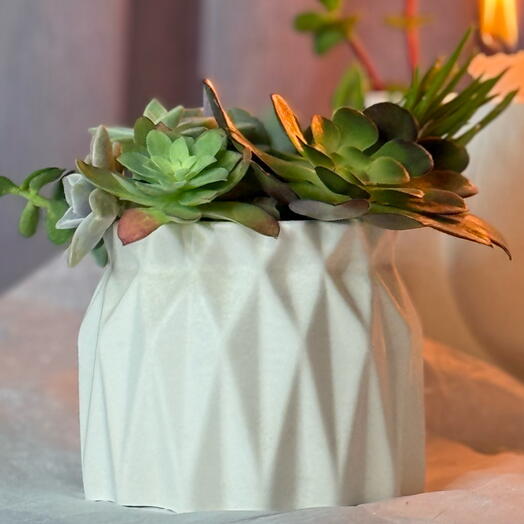 Maceta con suculentas