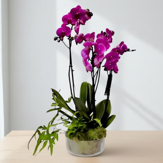 Orquidea rosa  Azteca(los  tonos rosados puede variar de color )