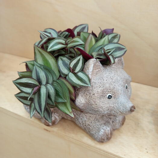 Planta Tradescantia Zebrina en Zorrito de ceramica