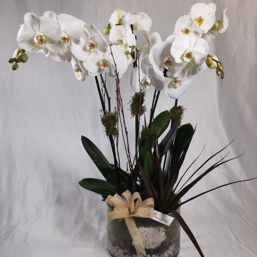 Centro  orquideas Ainara