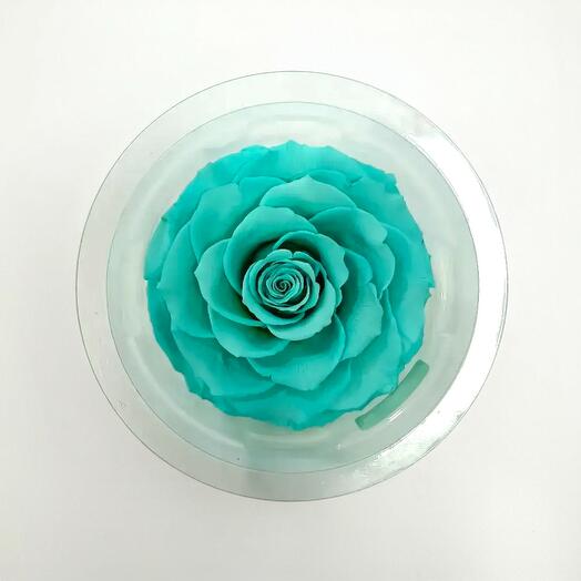 Cabeza de Rosa Eterna Turquesa – Rosa Preservada Premium