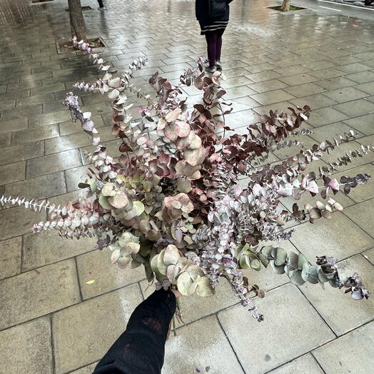 Eucalipto secado aromatico