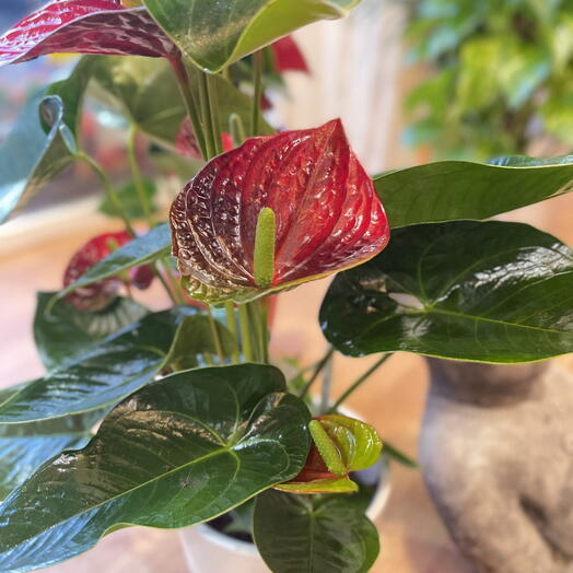 Planta para regalo - anthurium pequena