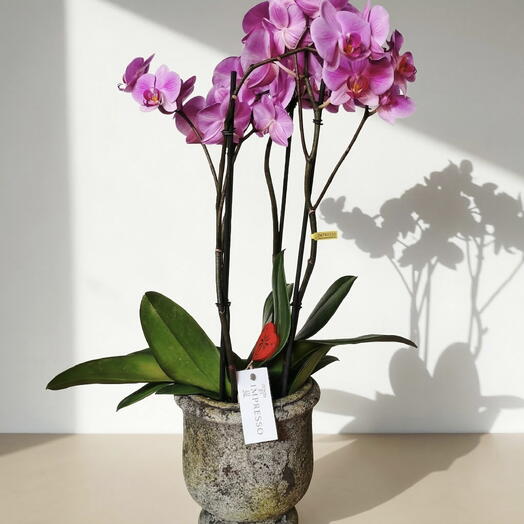 Orchid impression