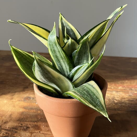 Planta sanseviera small