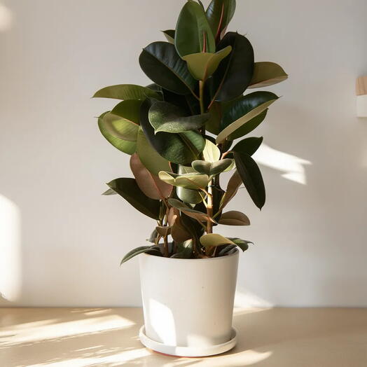 Ficus Elastica Robusta – Planta Natural Decorativa de Interior Elegante y Resistente