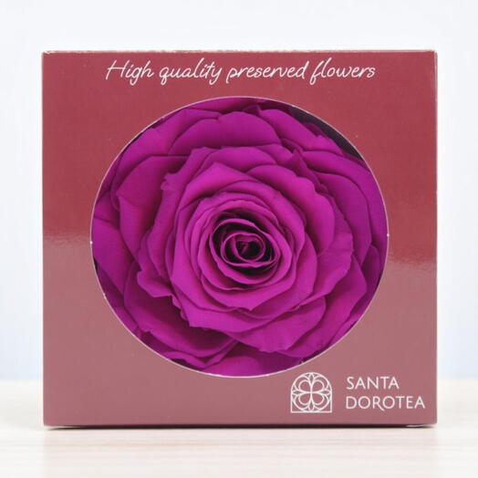 Cabeza Rosa preservada XXL