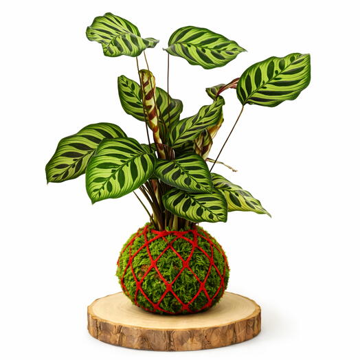 Kokedama Calathea Makoyana