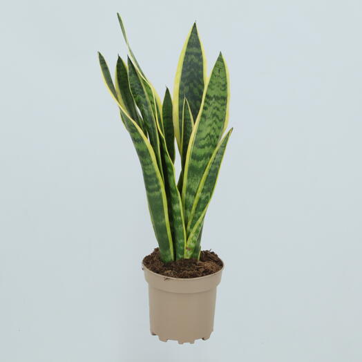 Sansevieria