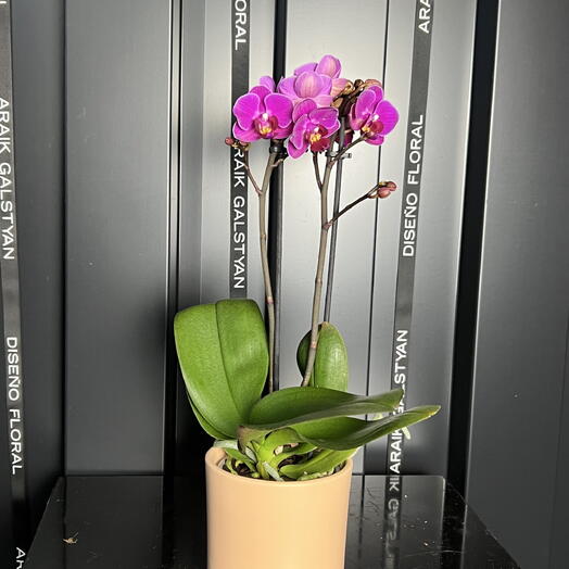 Orquídea lila pequeña en maceta de cerámica naranja pálida