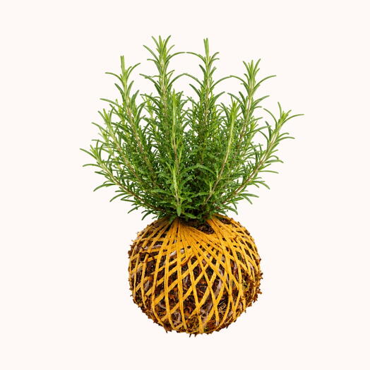 Rosemary Plant - Rosemary Kokedama
