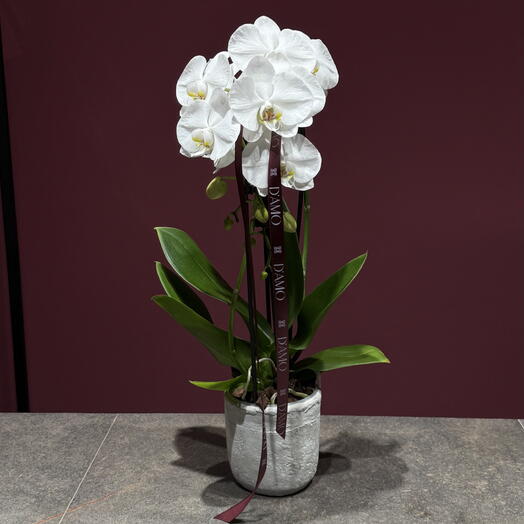 Phalaenopsis blanca con maceta