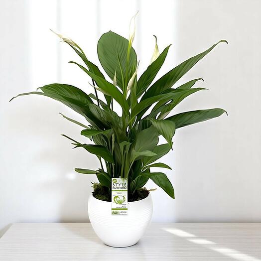 Spatiphyllium Mediano