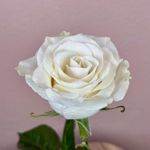 Rosa blanca