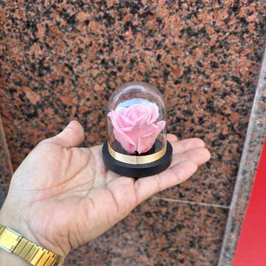 (Mini) preservada Rosada