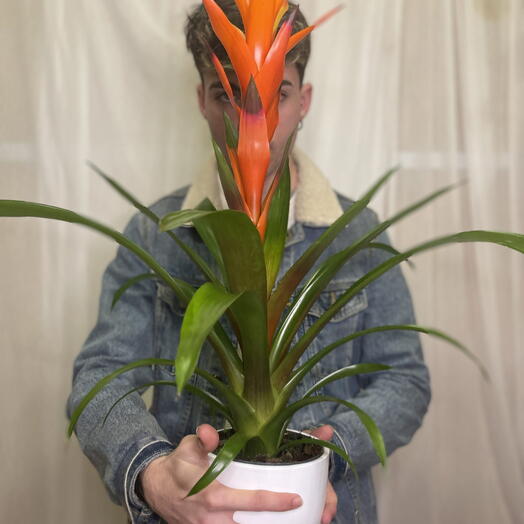 Guzmania Stripe
