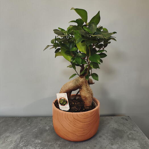 Bonsai Ficus