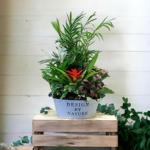 Centro de Plantas de interior