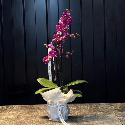 Orquidea phalaenopsis