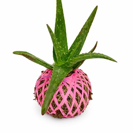 Planta Aloe Vera - Kokedama Aloe Vera