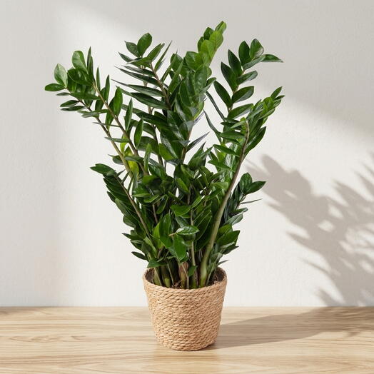 Verde Vital Elegante