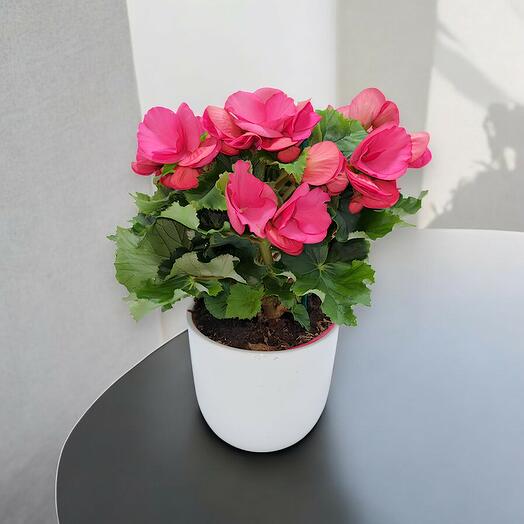 Begona Ross(los tonos rosados pueden variar)