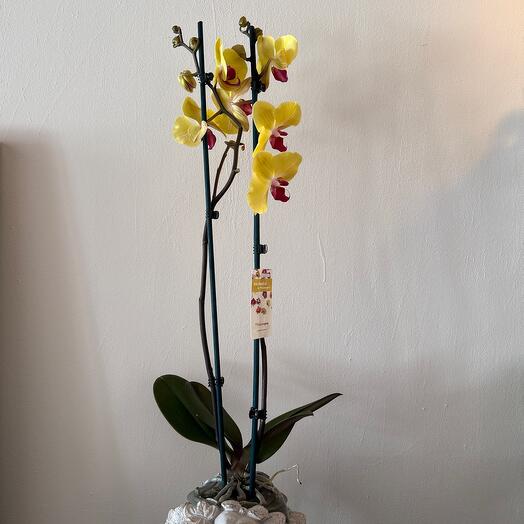 Phalaenopsis orchid