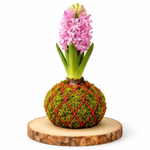 Kokedama Jacinto