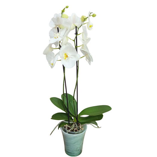 White orchid plant with a yellow center in a pot.