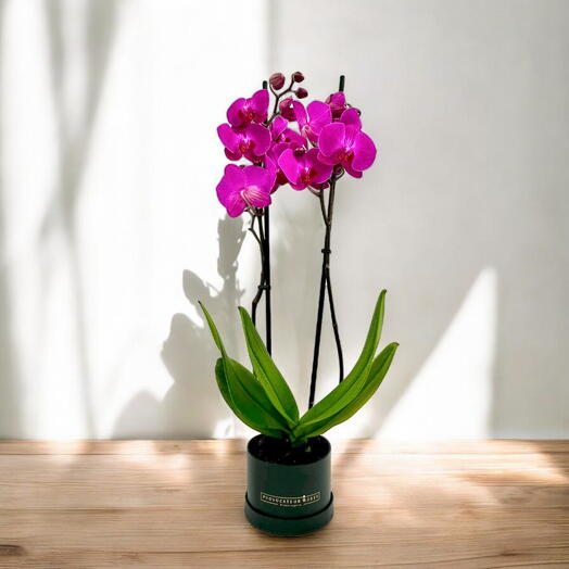 Orquidea "Elegancia Purpura"