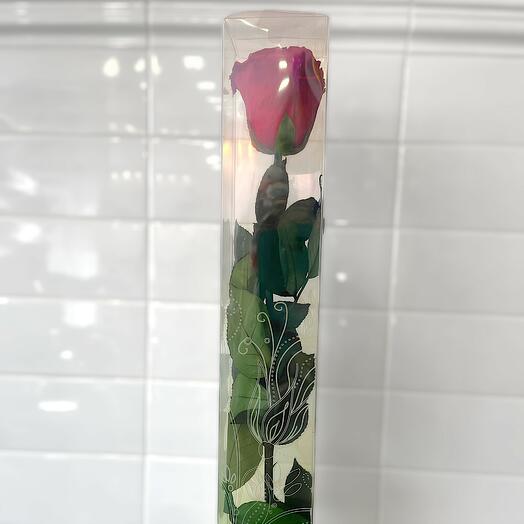 Rosa preservada roja tallo largo