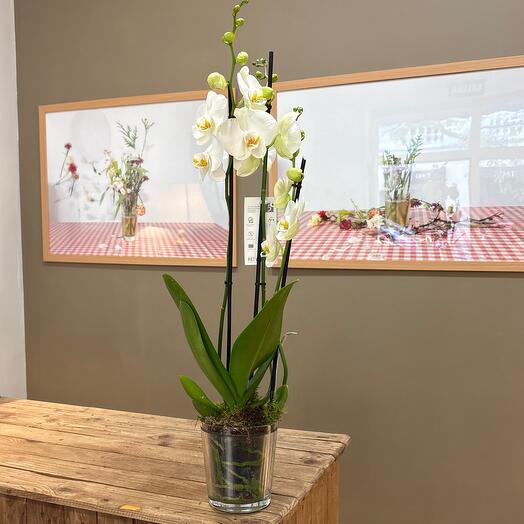 Phalaenopsis orchid