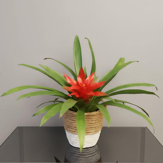 Guzmania
