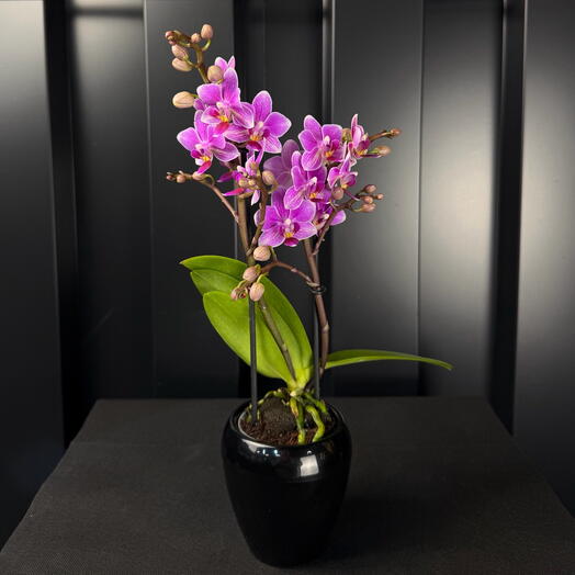 Phalaenopsis mini