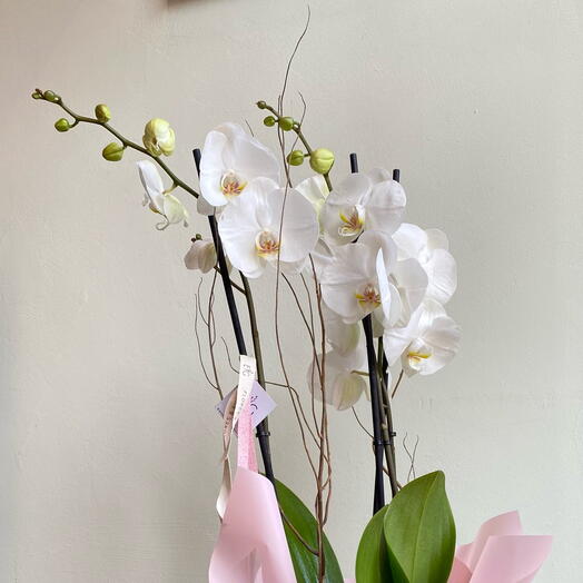 Орхидея фаленопсис на хрустальной подставке