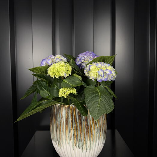 Hortensia con Maceta de ARAIK GALSTYAN