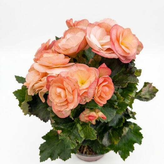 Bogonia Eliator salmon