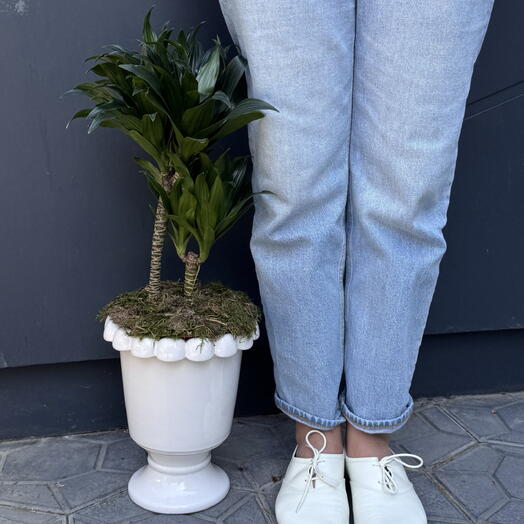 Dracena en maceta elegante