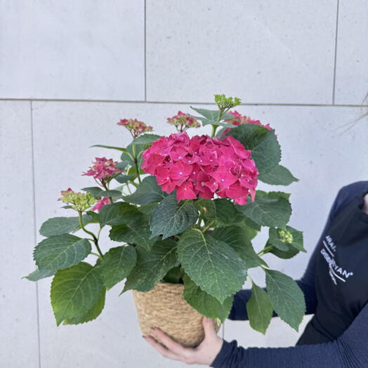 Hortensia Premium Fucsia
