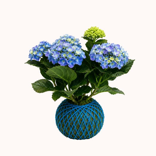 Hydrangea plant - Kokedama Hydrangea