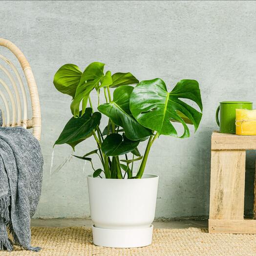 Monstera (Costilla de Adan )