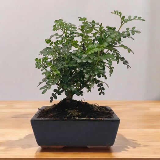 Bonsai de 4 anos