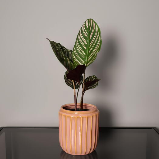 Calathea